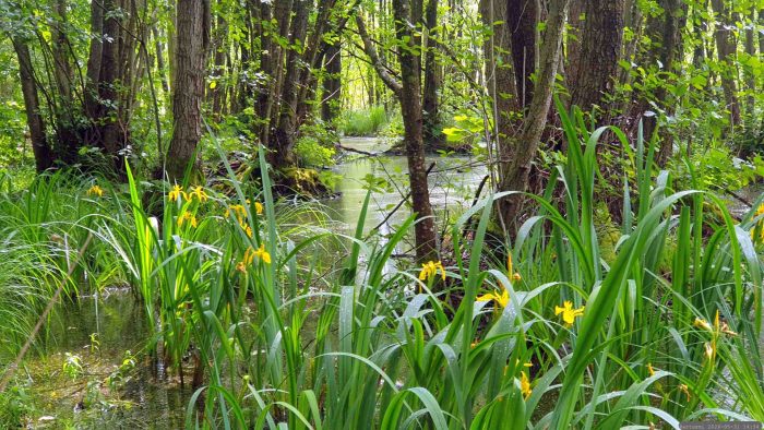 Naturschutzgebiet Blutsee-Moor am 31. Mai 2026