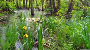 Naturschutzgebiet Blutsee-Moor am 31. Mai 2026