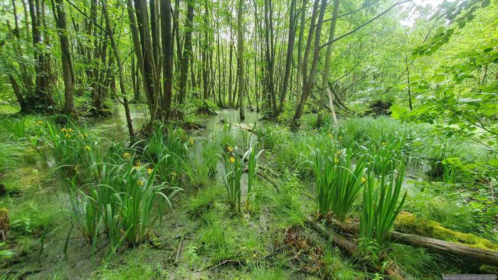 Naturschutzgebiet Blutsee-Moor am 31. Mai 2026