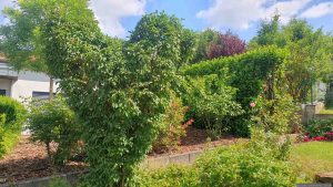 Unser Garten am 1. Juni 2026