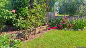 Unser Garten am 1. Juni 2026