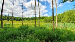 Naturschutzgebiet Blutsee-Moor am 7. Juni 2026