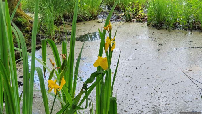 Naturschutzgebiet Blutsee-Moor am 7. Juni 2026