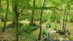 Naturschutzgebiet Blutsee-Moor am 7. Juni 2026