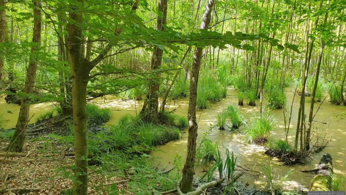 Naturschutzgebiet Blutsee-Moor am 7. Juni 2026