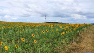 Sonnenblumenfeld an der Goldenen Leite in Eisingen am 5. Juli 2026