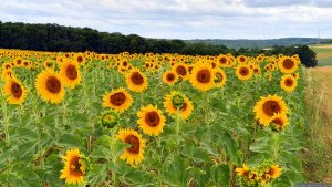 Sonnenblumenfeld an der Goldenen Leite in Eisingen am 5. Juli 2026