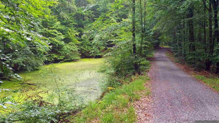 Höfelsbrunnen am Waldweg auf halber Strecke zwischen den Hoheitssäulen und dem Blutsee-Moor am 5. Juli 2026