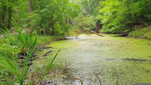 Höfelsbrunnen am Waldweg auf halber Strecke zwischen den Hoheitssäulen und dem Blutsee-Moor am 5. Juli 2026