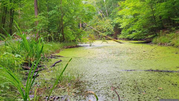 Höfelsbrunnen am Waldweg auf halber Strecke zwischen den Hoheitssäulen und dem Blutsee-Moor am 5. Juli 2026