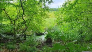 Blutsee-Moor am 5. Juli 2026