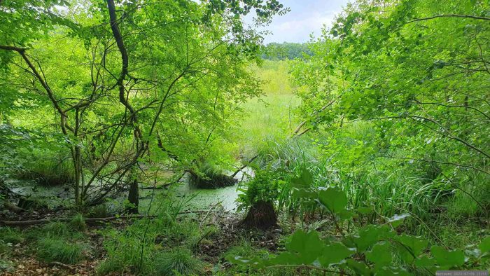 Blutsee-Moor am 5. Juli 2026