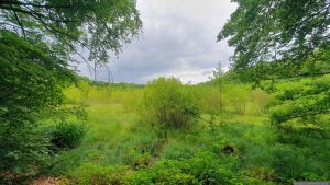 Blutsee-Moor am 5. Juli 2026