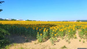 Sonnenblumenfelder bei Eisingen am 11. Juli 2026