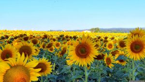 Sonnenblumenfelder bei Eisingen am 11. Juli 2026