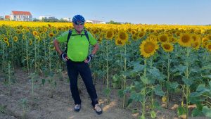 Sonnenblumenfelder bei Eisingen am 11. Juli 2026