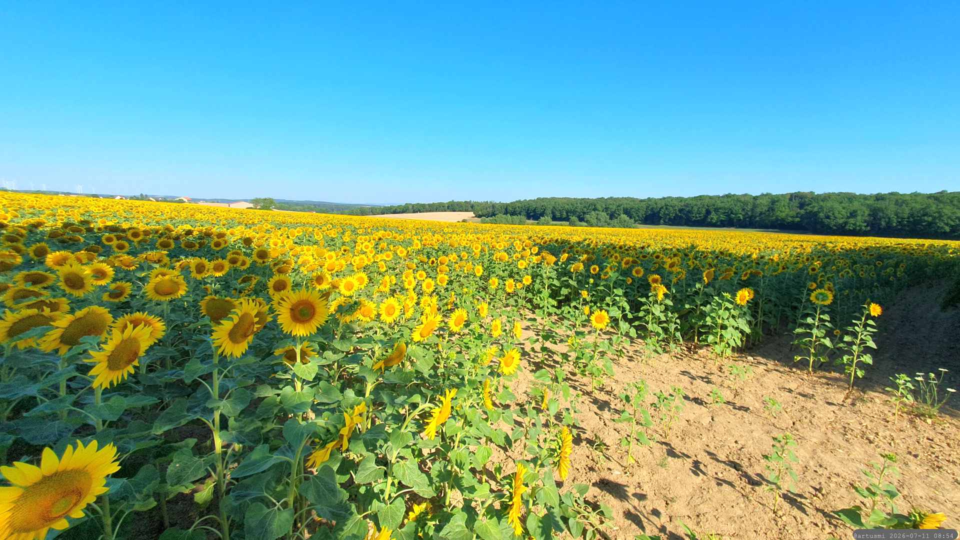 Sonnenblumenfelder bei Eisingen am 11. Juli 2026
