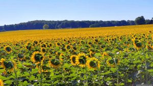 Sonnenblumenfelder bei Eisingen am 11. Juli 2026