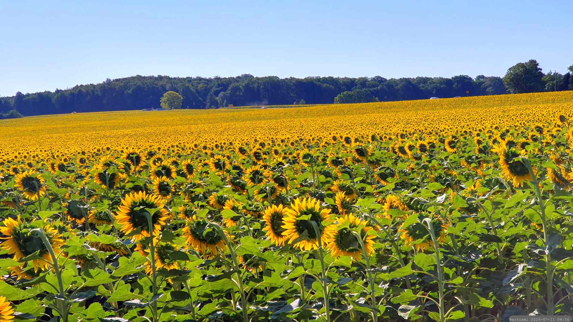 Sonnenblumenfelder bei Eisingen am 11. Juli 2026