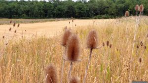 Wilde Karde (Dipsacus fullonum) während unserer Wanderung am 17. Juli 2026 am Staffelsberg in Ochsenfurt