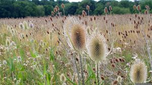 Wilde Karde (Dipsacus fullonum) während unserer Wanderung am 17. Juli 2026 am Staffelsberg in Ochsenfurt