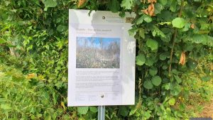 Infotafel während unserer Wanderung am 17. Juli 2026 am Staffelsberg in Ochsenfurt