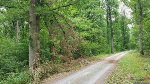 Die Hitze zeigt ihre Spuren an einem Baum. Gesehen während unserer Wanderung am 17. Juli 2026 am Staffelsberg in Ochsenfurt.