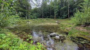 Tümpel im Guttenberger Wald am 27. Juli 2026