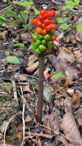 Aaronstab im Guttenberger Wald am 27. Juli 2026. Der Aronstab (Arum) ist eine Pflanzengattung aus der Familie der Aronstabgewächse (Araceae).