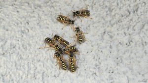 Haus-Feldwespen am 30. Juli 2026. Die Haus-Feldwespe (Polistes dominula) ist ein friedfertiges Soziales-Insekt. Sie gehört zur Familie der Faltenwespen (Vespidae) die auch als „Papierwespen“ bezeichnet werden, da sie ihre Nester aus einem Material bauen, welches Papier ähnelt.