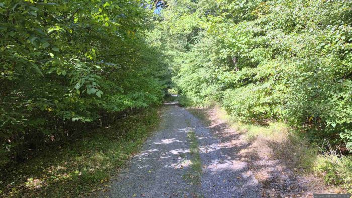 Waldweg auf unserem Weg durch den Irtenberger Wald