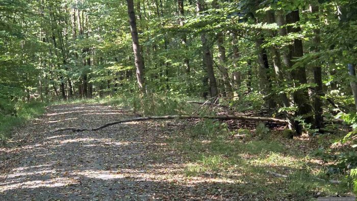 Waldweg auf unserem Weg durch den Irtenberger Wald