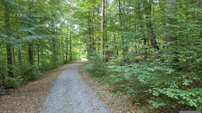 Waldweg auf unserem Weg durch den Irtenberger Wald