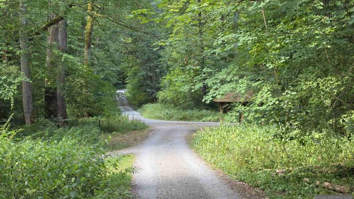 Waldweg auf unserem Weg durch den Irtenberger Wald
