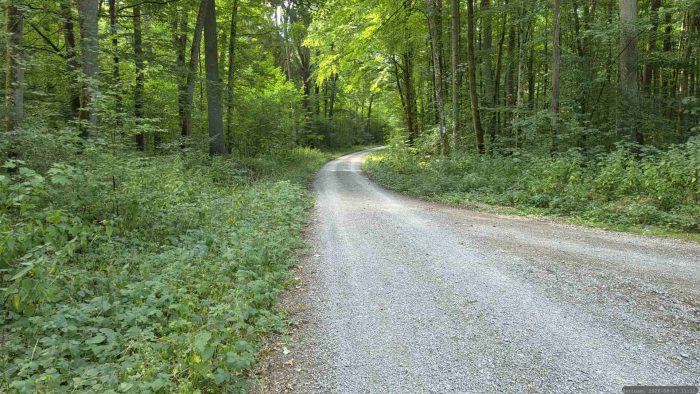 Waldweg auf unserem Weg durch den Irtenberger Wald