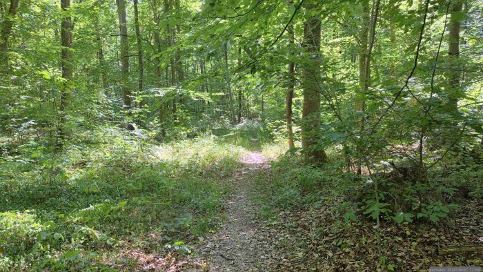 Waldweg von den Hoheitssäulen von 1584 zum Naturschutzgebiet Blutsee-Moor