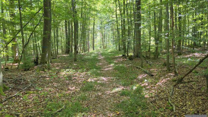 Waldweg von den Hoheitssäulen von 1584 zum Naturschutzgebiet Blutsee-Moor