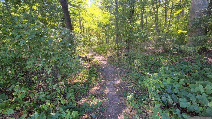 Waldweg von den Hoheitssäulen von 1584 zum Naturschutzgebiet Blutsee-Moor