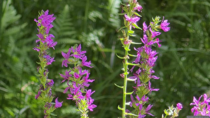 Gewöhnlicher Blutweiderich (Lythrum salicaria) - robuste, mehrjährige Staude, die für ihre auffälligen, aufrechten Ähren mit purpurrosa Blüten bekannt ist.