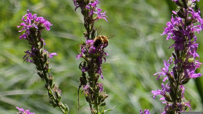 Gewöhnlicher Blutweiderich (Lythrum salicaria) - robuste, mehrjährige Staude, die für ihre auffälligen, aufrechten Ähren mit purpurrosa Blüten bekannt ist.
