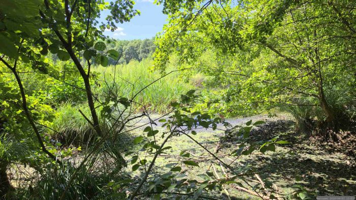 Auf dem Rundweg um das Blutsee-Moor