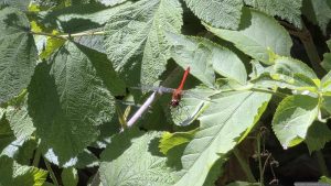 Große Heidelibelle (Sympetrum striolatum) am Tümpel nach der Überquerung der St 578