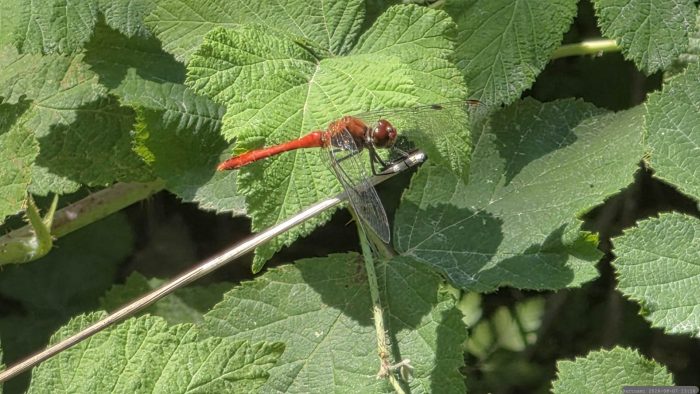 Die Große Heidelibelle (Sympetrum striolatum) ist eine Libellenart aus der Familie der Segellibellen (Libellulidae).