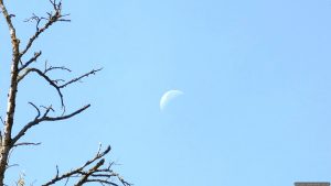 Aufgrund der Hitze der vergangenen Wochen kann man zahlreiche abgestorbene Bäume sehen. Bei Wind ist daher Vorsicht geboten, da Äste leicht abbrechen können.