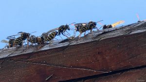 Haus-Feldwespen am 8. August 2026. Die Haus-Feldwespe (Polistes dominula) ist ein friedfertiges Soziales-Insekt. Sie gehört zur Familie der Faltenwespen (Vespidae) die auch als „Papierwespen“ bezeichnet werden, da sie ihre Nester aus einem Material bauen, welches Papier ähnelt.