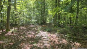 Aufgrund der Hitze in diesem Sommer trifft man im Wald immer wieder auf Bruchholz