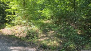 Auf dem Weg zum Burgstall Guttenberg am 6. September 2026