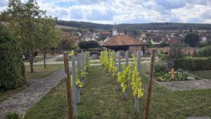 Friedweinberg in Dertingen, einer Ortschaft der Großen Kreisstadt Wertheim im baden-württembergischen Main-Tauber-Kreis im Regierungsbezirk Stuttgart