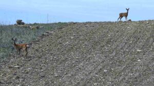 Rehe in der Nähe der Solaranlagen bei Waldbrunn
