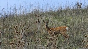 Rehe in der Nähe der Solaranlagen bei Waldbrunn